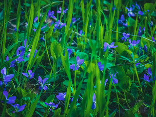 Summer background with blue flowers. Blue flower blooms on green grass, spring background
