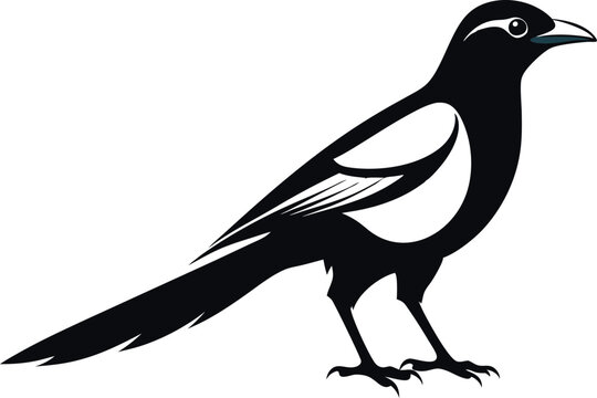 magpie silhouette vector art illustration 