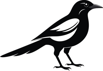 magpie silhouette vector art illustration 