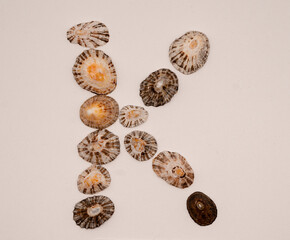 K letter made with seashells on white background