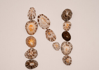 N letter made with seashells on white background