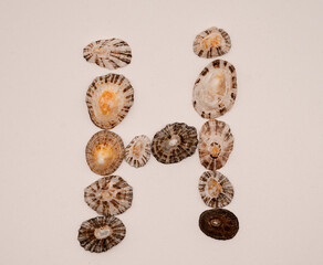 H letter made with seashells on white background