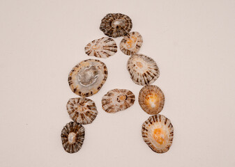 A letter made with seashells on white background