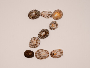 Z letter made with seashells on white background
