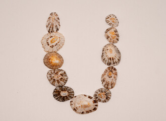 U letter made with seashells on white background