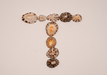 T letter made with seashells on white background