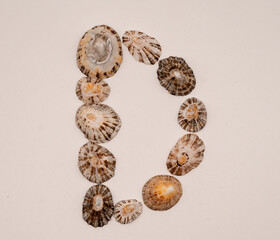D letter made with seashells on white background