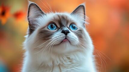 A close-up of a fluffy cat with striking blue eyes against a blurred autumn background.