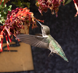 hummingbird with red flowers