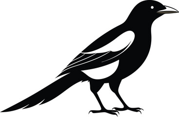 magpie silhouette vector art illustration 