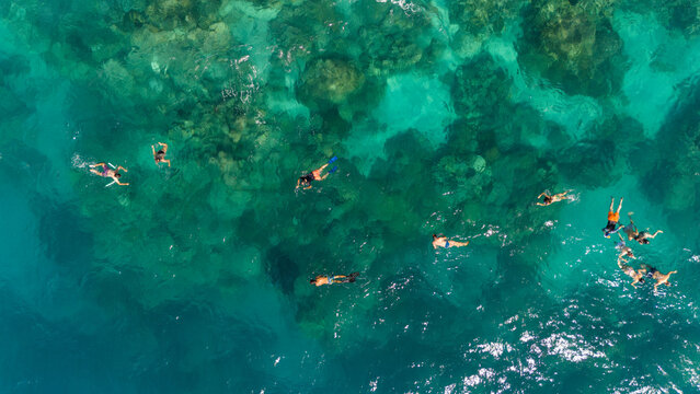 Aerial drone view of people snorkeling over deep coral reefs watching endangered manta ray hunt from krill. The tourists are engaging in a popular snorkel trip on the island of Bora Bora. 