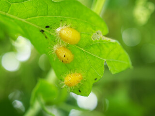 Squash lady beetle larvae on bitter gourd leaves. Insecticide product concept.