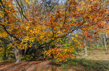 autumn trees in the park