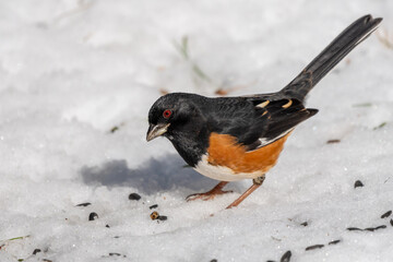 Eastern towhee, perched on a snow-covered lawn
