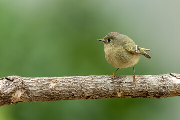 Ruby Crowned Kinglet perched on a tree branch