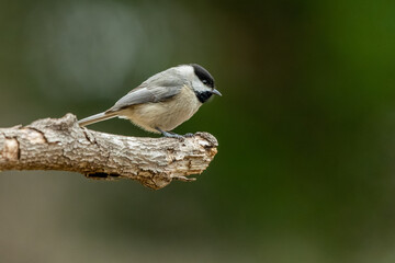 Carolina Chickadee perched on a tree branch