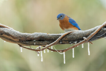 Bluebird perched on a snow-covered vine