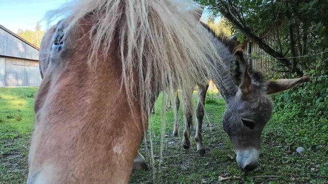 Lustiges Video von einem Pony und einem Esel auf einer Wiese