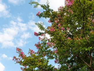 夏の青空と百日紅の花