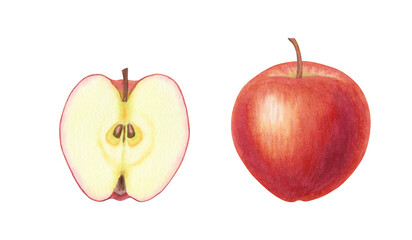 Set of cut in half and whole red apples on isolated background. Beautiful juicy ripe fruits. Sweet organic healthy food. Hand drawn watercolor botanical illustration. Clip art for design, packaging