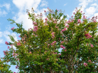 夏の青空と百日紅の花