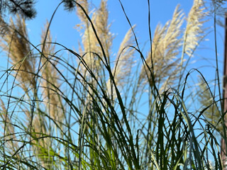 Pampas grass in bloom on the coast of Oregon against a bright blue sky. 