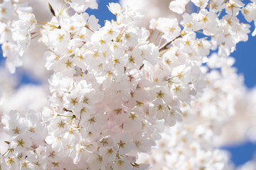 Flowers of cherry blossom. Spring background. Branches of blossom cherry tree. White cherry tree blossom flowers blooming in springtime. Spring bloom. White blossom.
