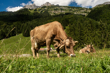 Swiss cow on summer pasture. Cow grazing in Alps. Cow in a field. Dairy cows at Swiss pasture. Mature Cow in a Green Field.
