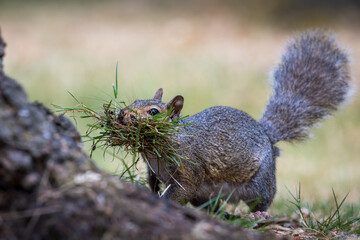 A gray squirrel carries grass 