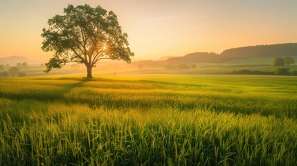 Obraz premium Free good morning scene wallpaper background photo