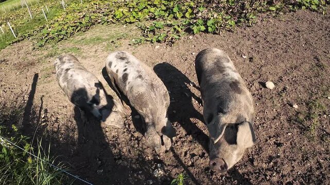 Video von drei niedlichen Schweinen auf einem Feld im Sommer