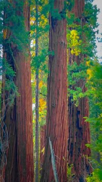 autumn in the park, Sequoia National Park, California 