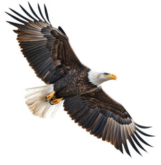 Fototapeta premium Bald eagle soaring in clear blue sky, cut out - stock png.