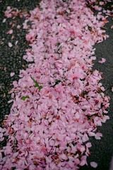 Obraz premium pink flowers in a garden