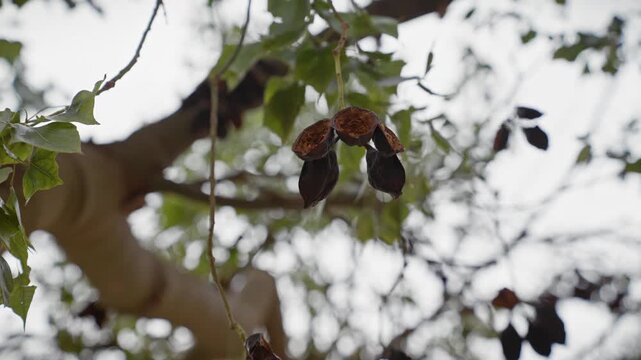 Dried seed pods hanging from a ceratonia siliqua tree, commonly known as carob, native to murcia, spain.