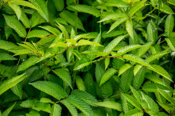 Green leaves of roseleaf bramble bush close-up. Exotic plants. Green leaves background.