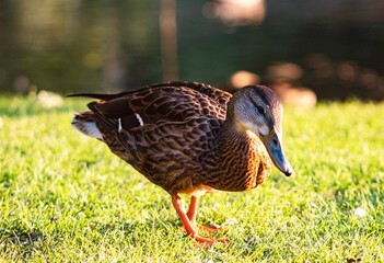 Duck in the park by water and grass. 