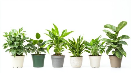 Indoor Potted Plants Collection