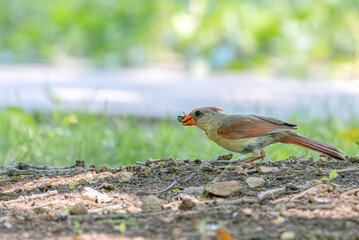Fototapeta premium Female cardinal eating an insect.
