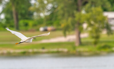 Snowy egret in flight.