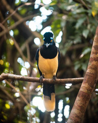 Flora y fauna de las impresionantes Cataratas de Iguazú en Misiones, Argentina. Monos, coatis, mariposas, aves y una increíble vista de una de las maravillas del mundo. 