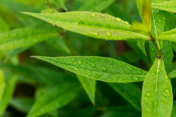 green leaves with water drops after rain close-up, natural plant background