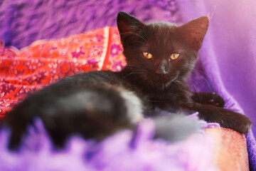 A black kitten lies on a purple blanket