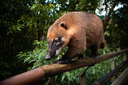 Flora y fauna de las impresionantes Cataratas de Iguaz&uacute; en Misiones, Argentina. Monos, coatis, mariposas, aves y una incre&iacute;ble vista de una de las maravillas del mundo. 