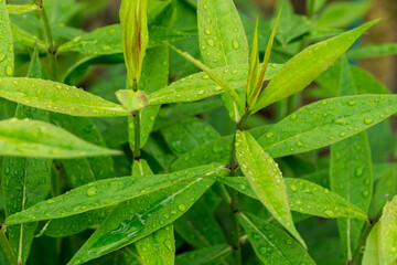 green leaves with water drops after rain close-up, natural plant background
