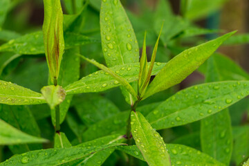 green leaves with water drops after rain close-up, natural plant background