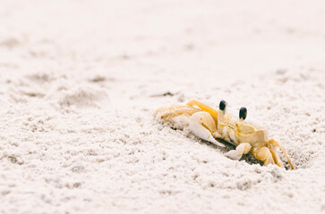 Ghost crab leaving its burrow