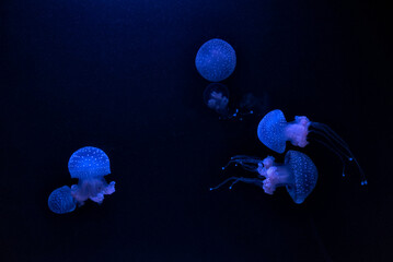 Group of blue jellyfish Phyllorhiza punctata (floating bell, Australian spotted jellyfish or white-spotted jellyfish)