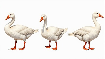 Obraz premium White Goose Illustration Featuring Three Different Poses with Detailed Feathers and Orange Beaks â€“ Perfect for Educational and Wildlife-Themed Designs