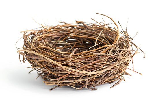 Ebrace nest isolated on white background.